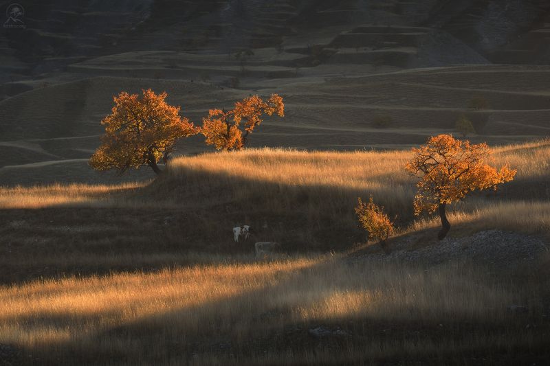 дагестан, горный дагестан, кавказ, фототур в дагестан, деревья, горы Теплое осеннее утро фото превью