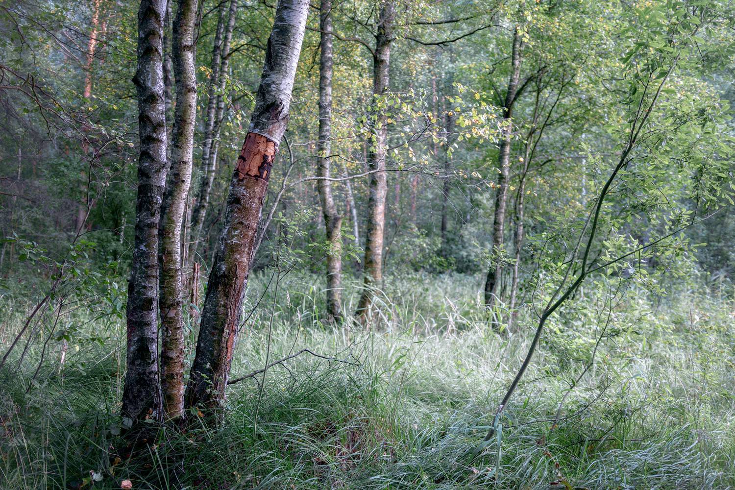 лес, деревья, листва, Валерий Вождаев