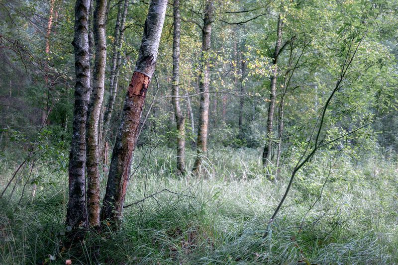 лес, деревья, листва Березки фото превью