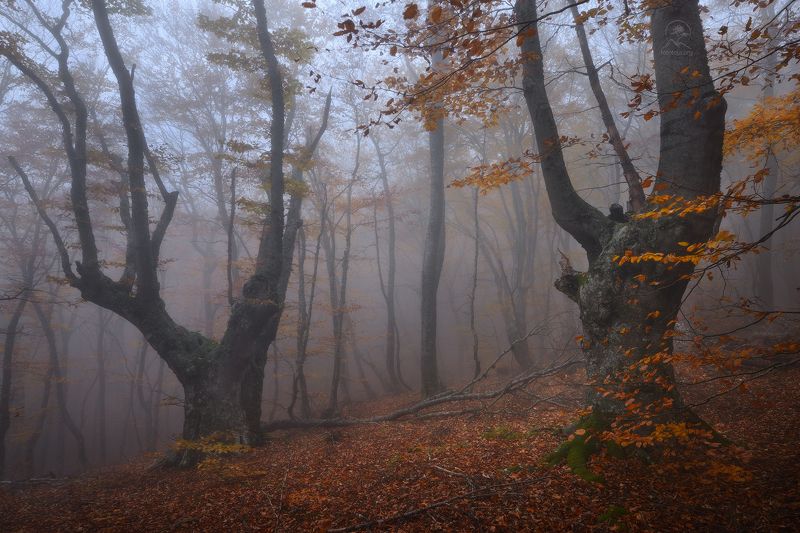 фототур по крыму, демерджи, туманный лес Лесные жители фото превью
