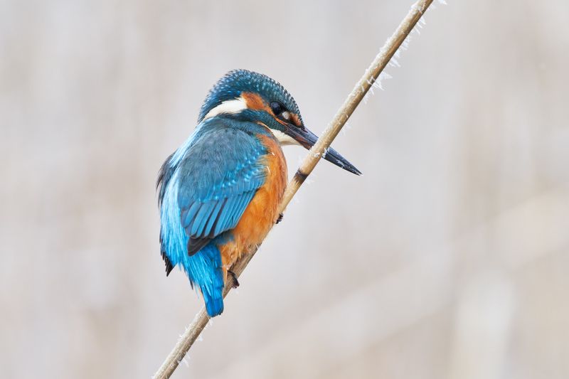 птицы; зимородок; kingfisher Зимородок фото превью