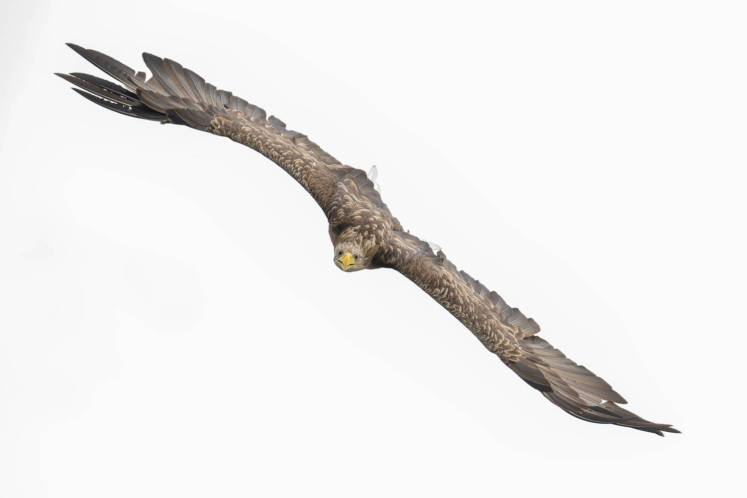 Bielik, ptak, ptak drapiezny, Haliaeetus albicilla, bird of prey, Robert Szmytkowski