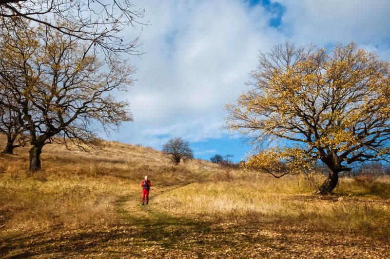 пейзаж, осень, тропинка, прогулка Тропинка в уходящую осень фото превью