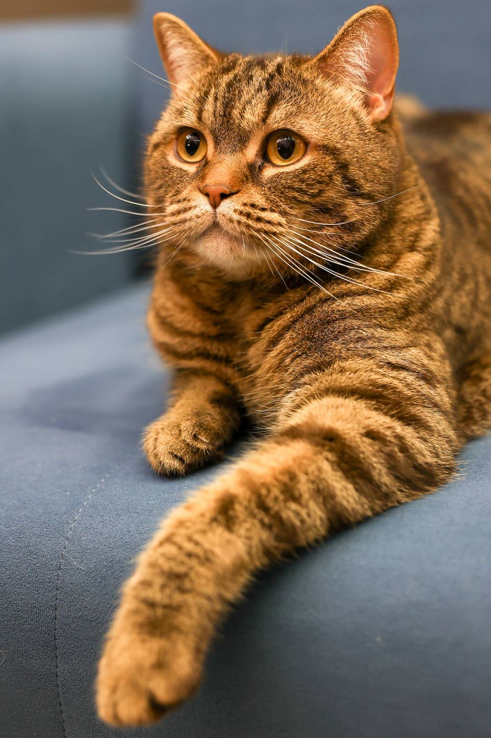 , Щепанов Дмитрий