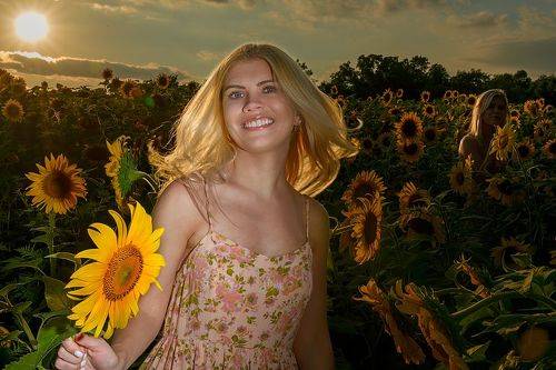 Sunflowers