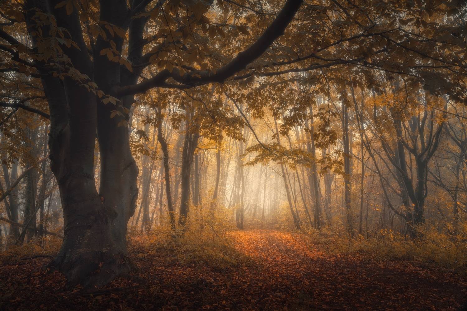 , de Franzoni Thomas