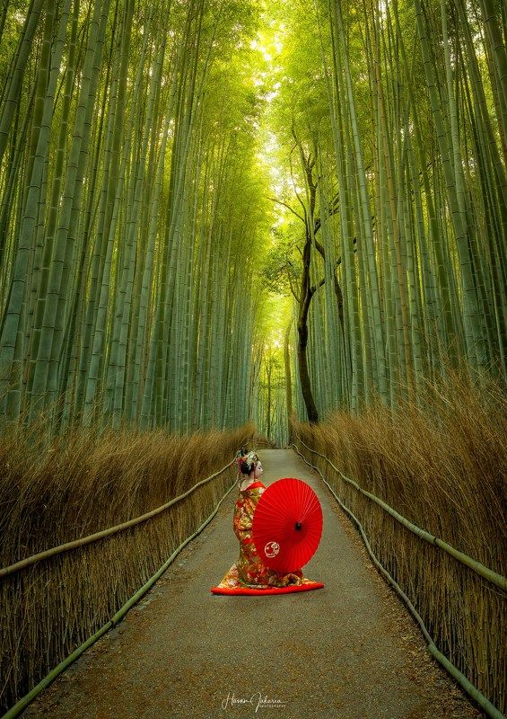 #kyoto #japan #autumn #arashiyama [ Arashiyama Bamboo Forest ] фото превью
