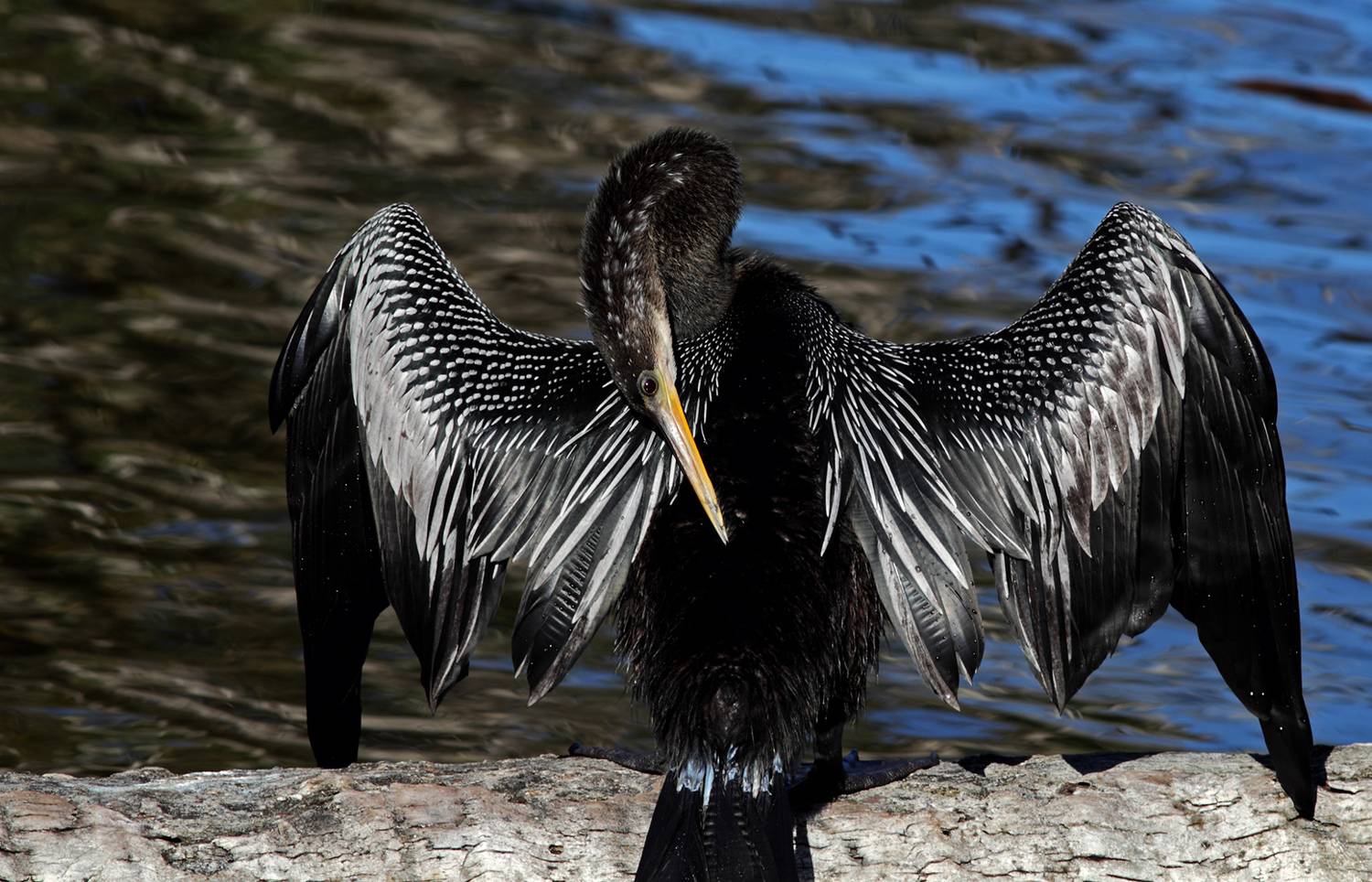 , Дмитрий Елисеев