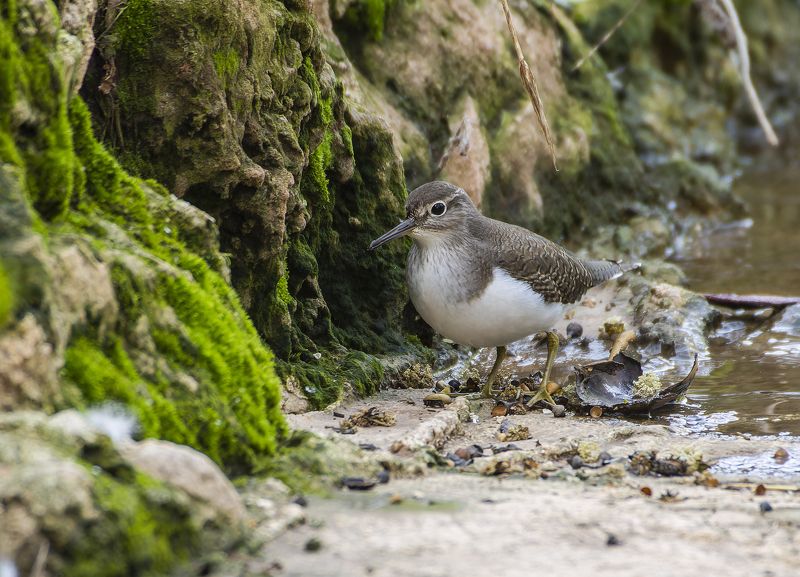 Common sandpiper. фото превью