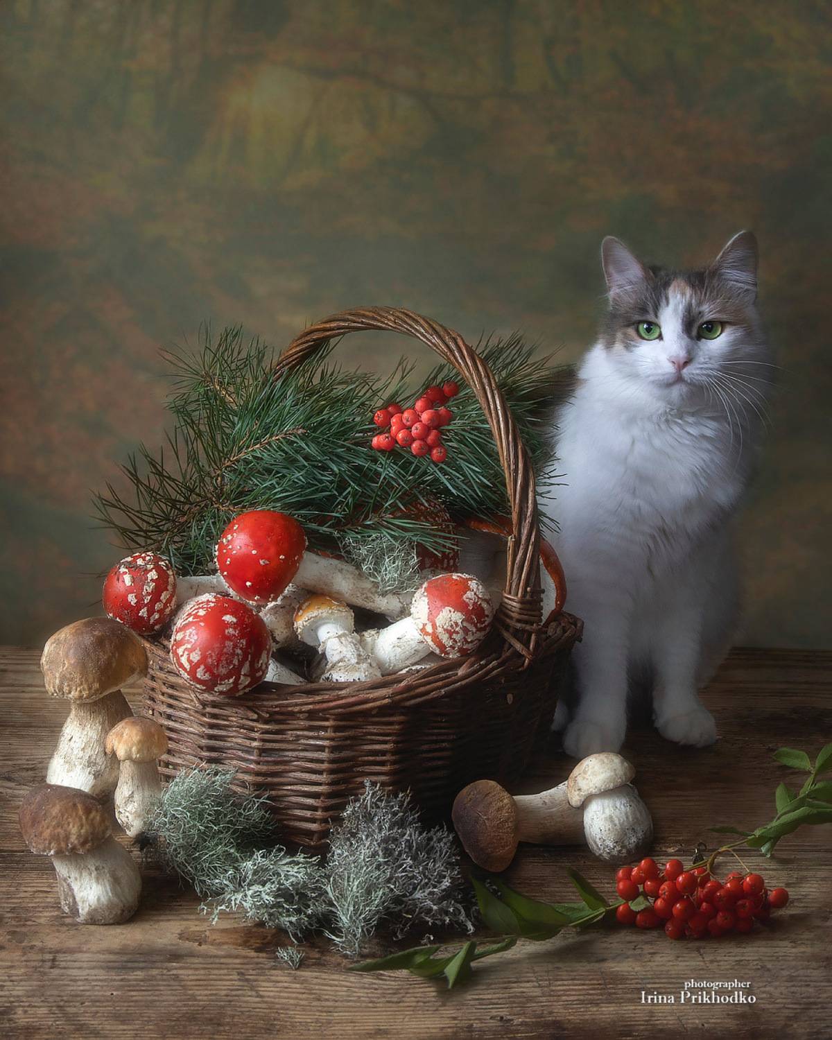 натюрморт, грибы, домашние животные, кошка, питомцы, постановочное фото, Приходько Ирина