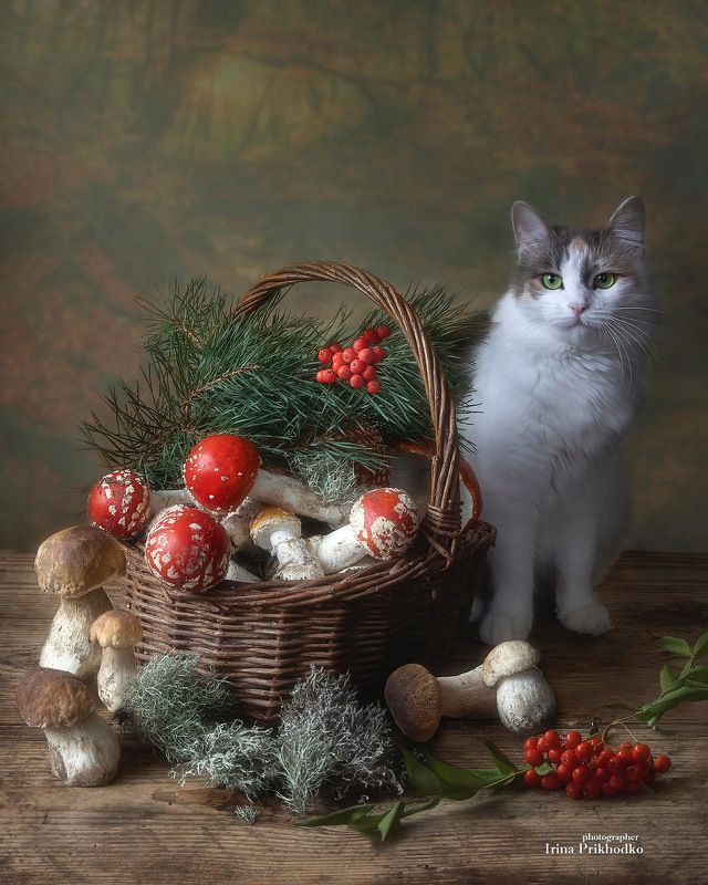 Грибная пора фото превью