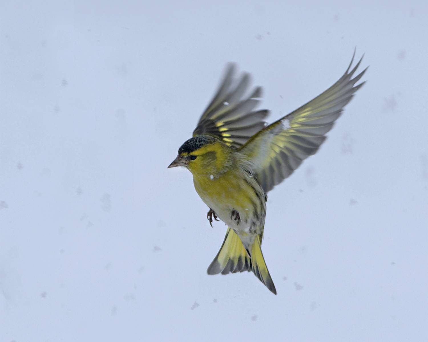 , Евгени Стефанов