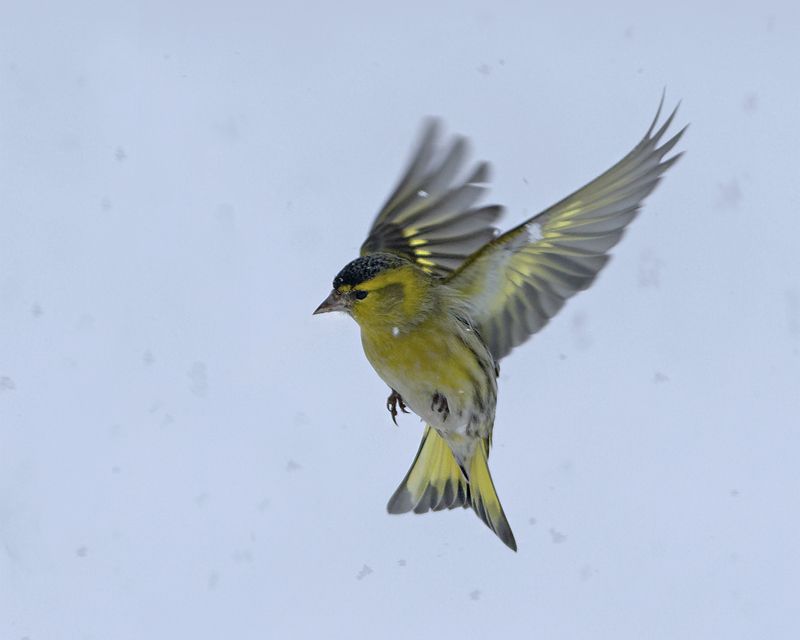Чиж в снегу фото превью