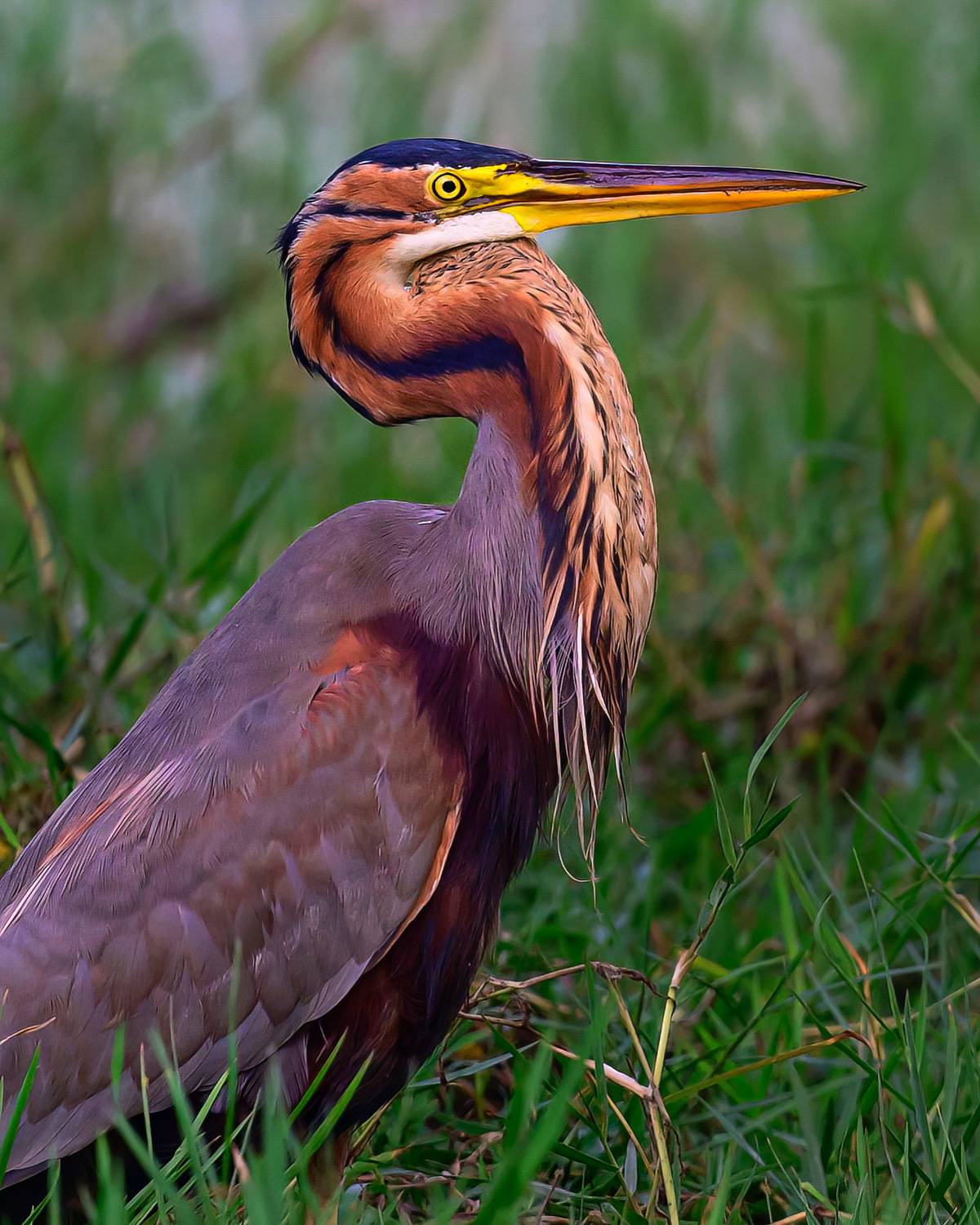 , Пупонин Сергей