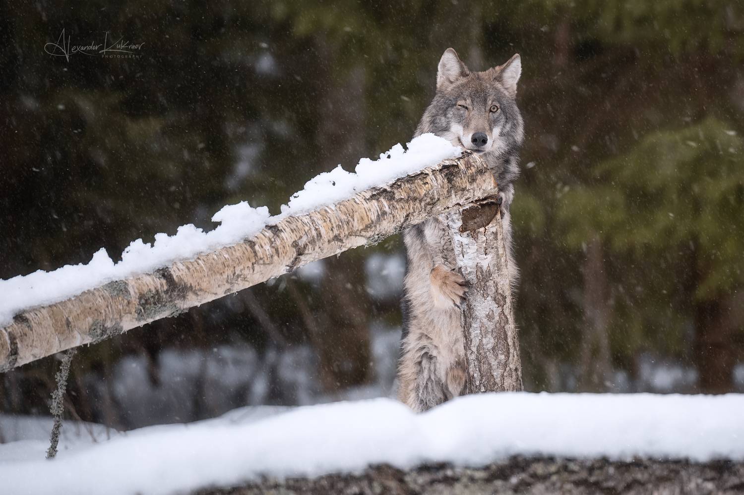 зима, волк, волки, Александр Кукринов