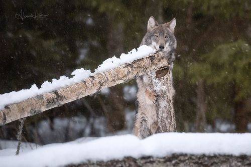 Подмигнуть фотографу...)