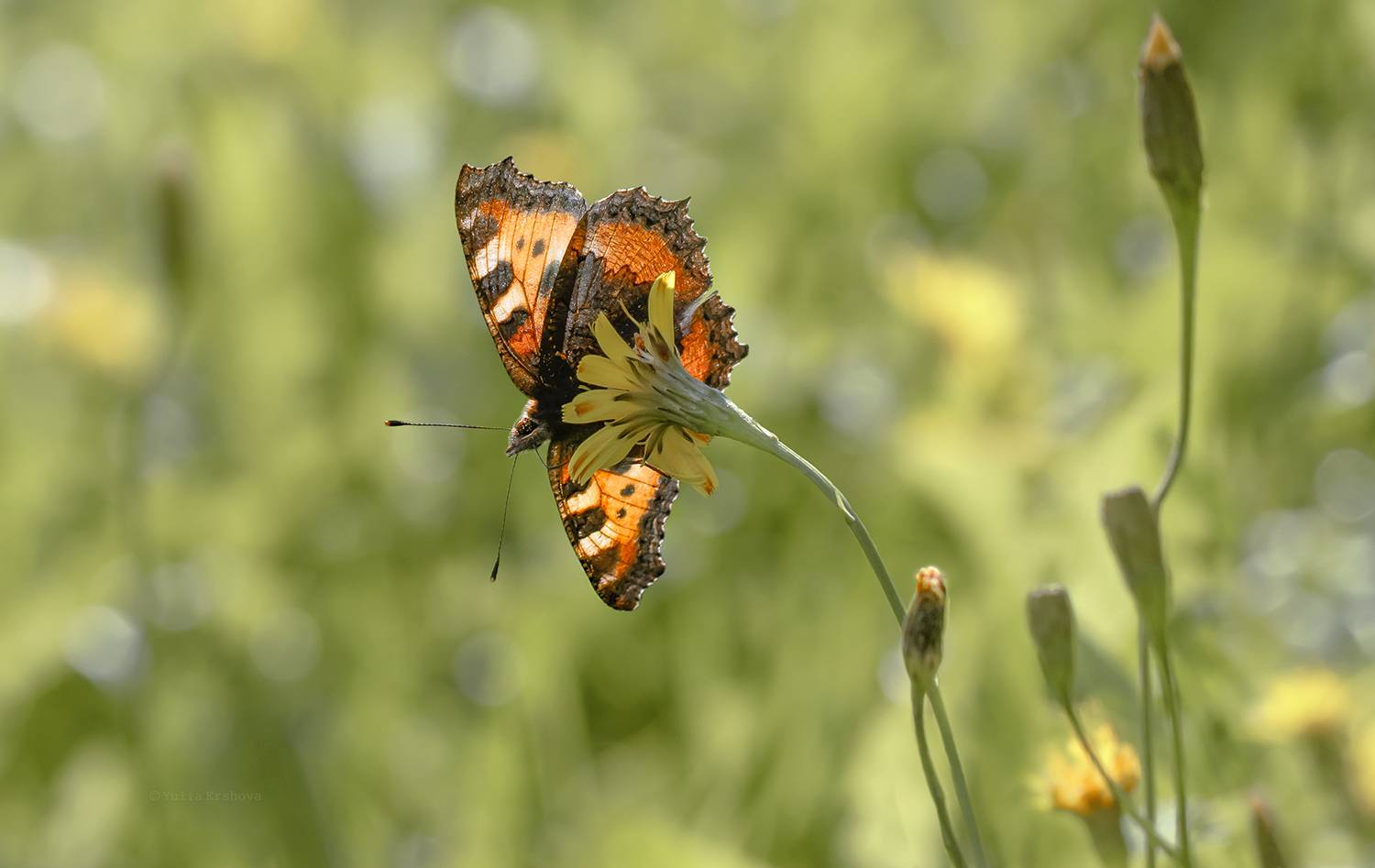 бабочка, крапивница, макро, Ершова Юлия