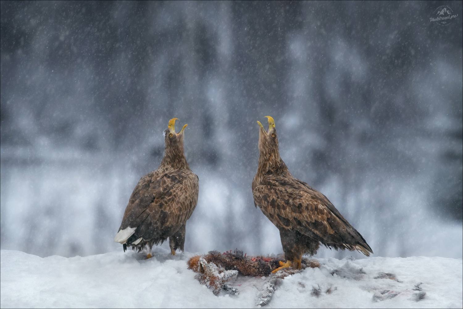 красный бор, фототур в красный бор, беларусь, орлан-белохвост, орлан, сероватень, haliaeetus albicilla, белохвостый орлан, white-tailed eagle, фотоохота, Влад Соколовский
