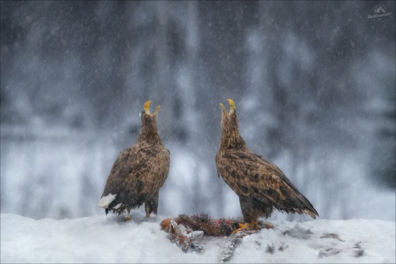 красный бор, фототур в красный бор, беларусь, орлан-белохвост, орлан, сероватень, haliaeetus albicilla, белохвостый орлан, white-tailed eagle, фотоохота ДУЭТ фото превью