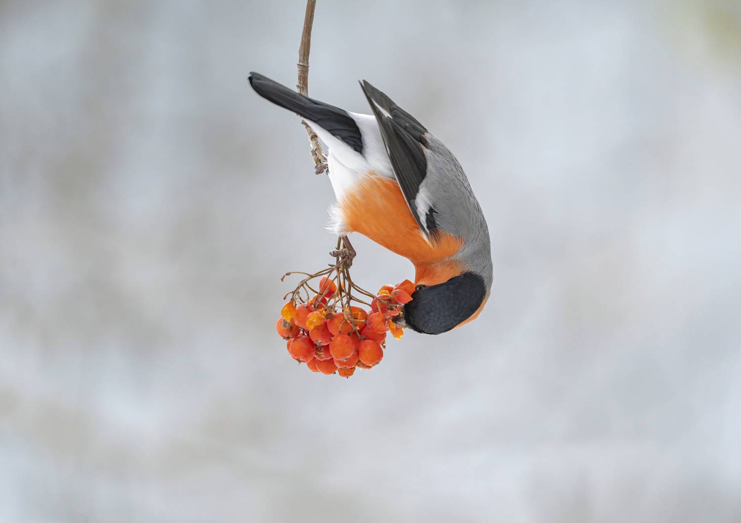 птицы, природа, осень, Андрей Киселёв