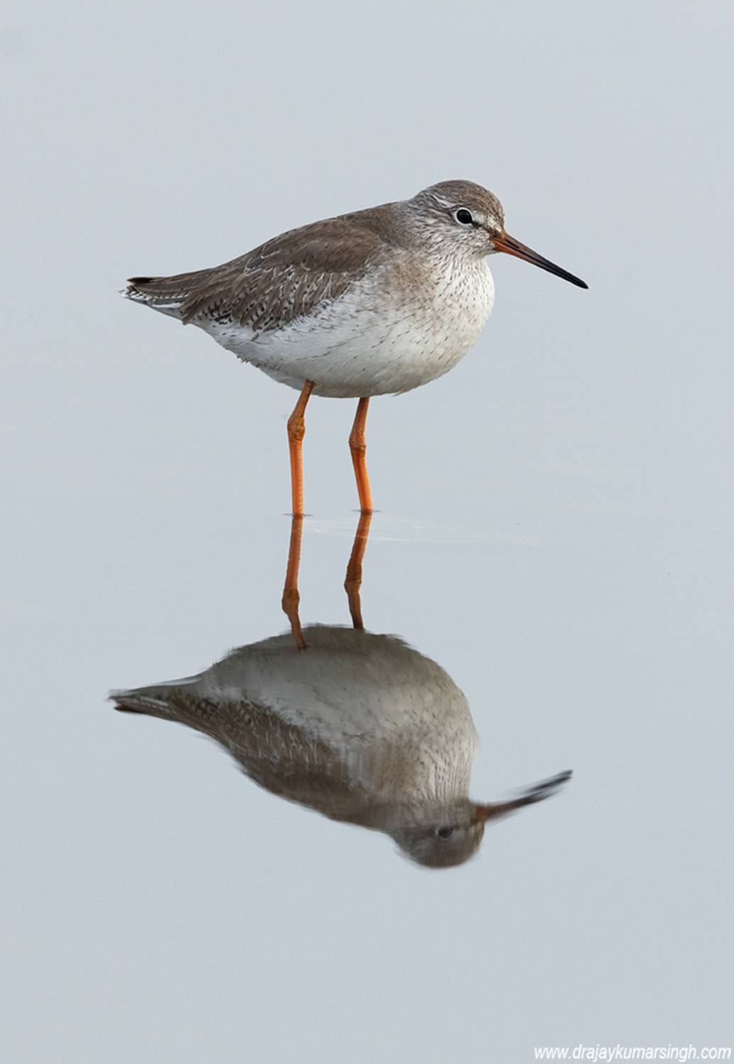 Common redshank reflection, Dr Ajay Kumar Singh