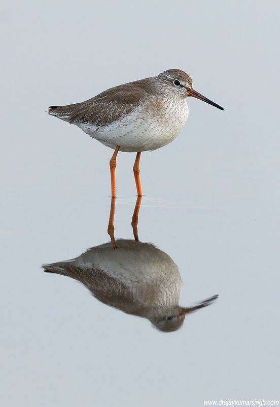 Common redshank reflection Common redshank фото превью