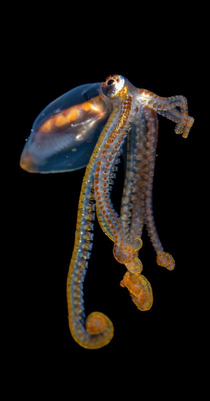 @mluwphotography Longarm Octopus фото превью