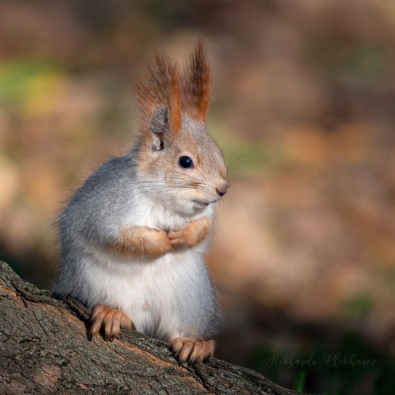 белка Опять пришла фото превью