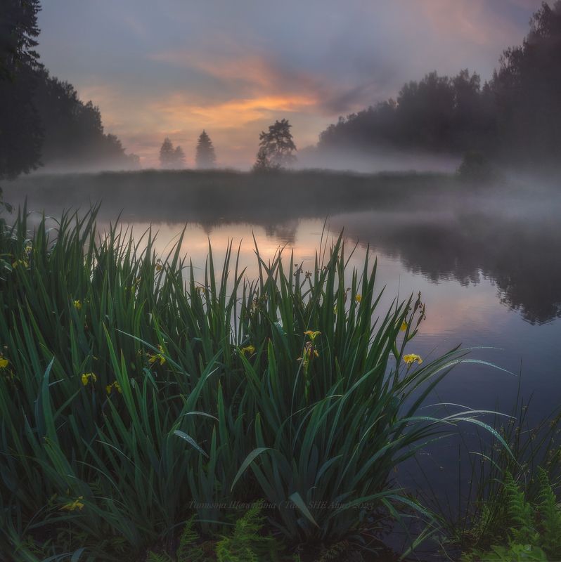 павловск, павловский, павловский парк, пейзаж, царскоесело, царское, landscape, tsarskoyeselo, санкт-петербург, туман Предночное... фото превью