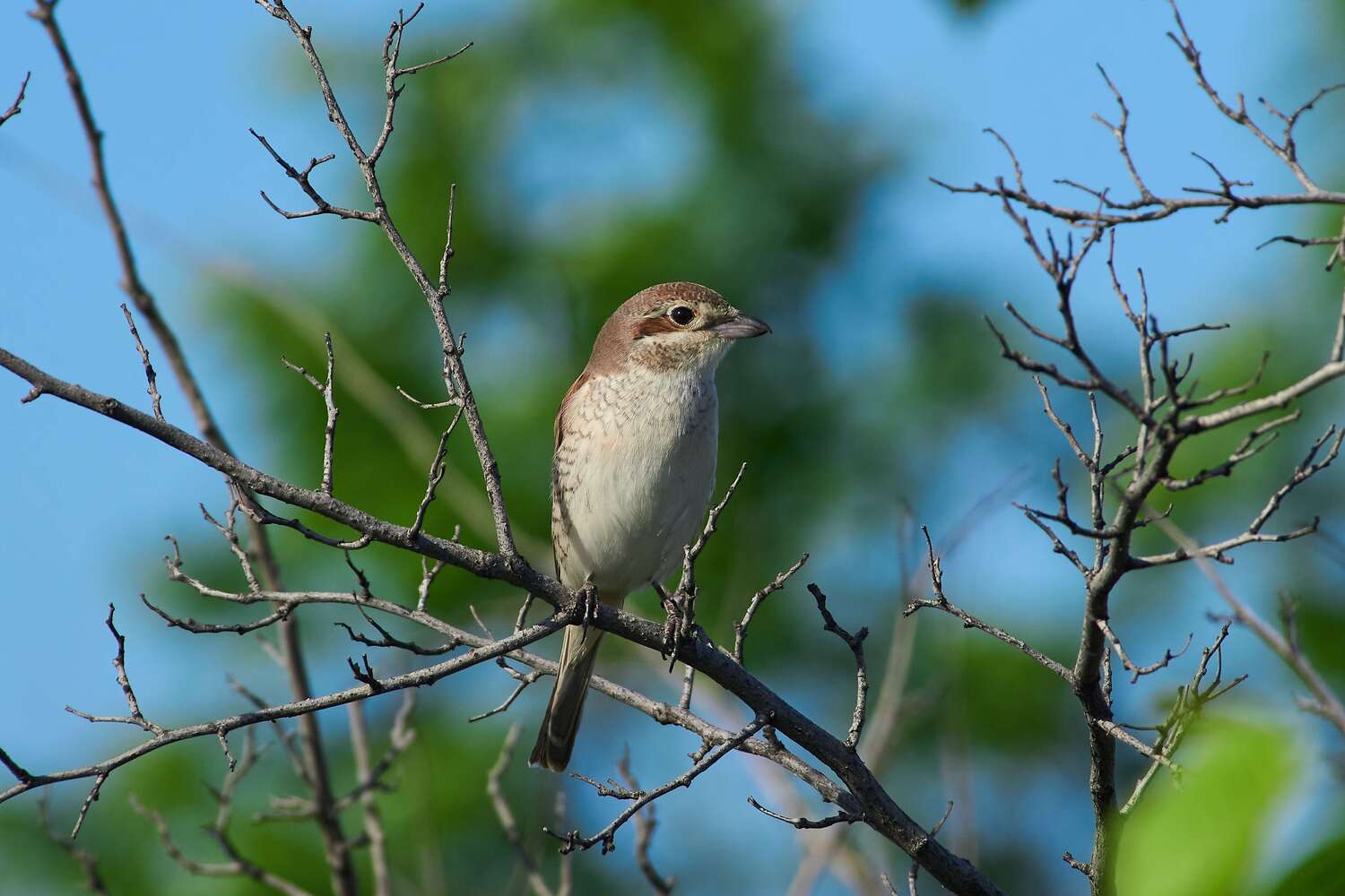 volgogad, russia, wildlife, bird, birds, birdswatching, volgograd, russia, wildlife, Lanius collurio,, Сторчилов Павел