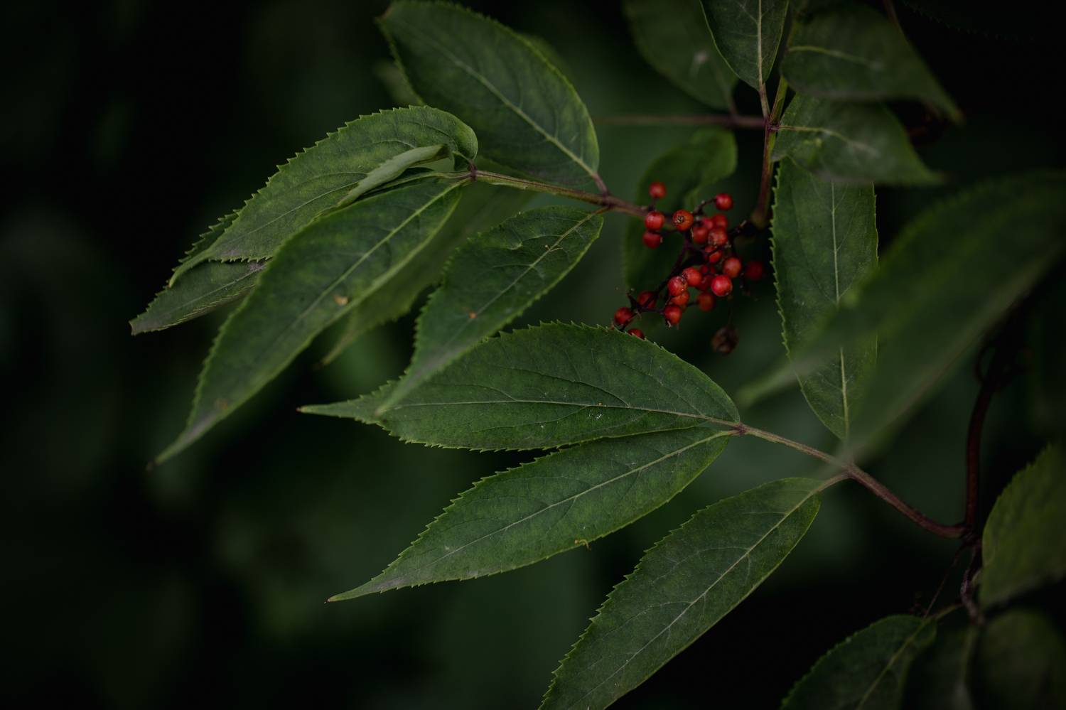, Бравичева Анастасия