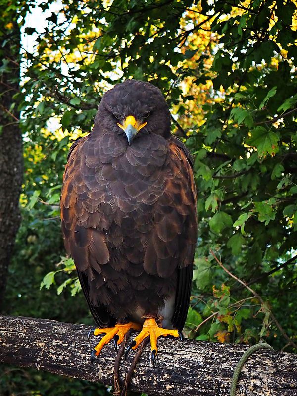 Harris-buzzard фото превью