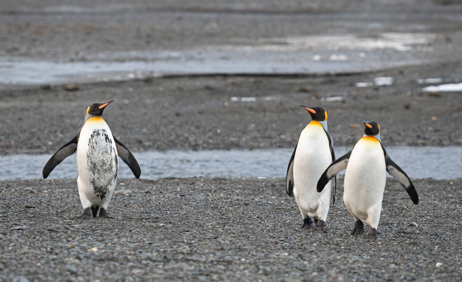 , Андрей Ведерников