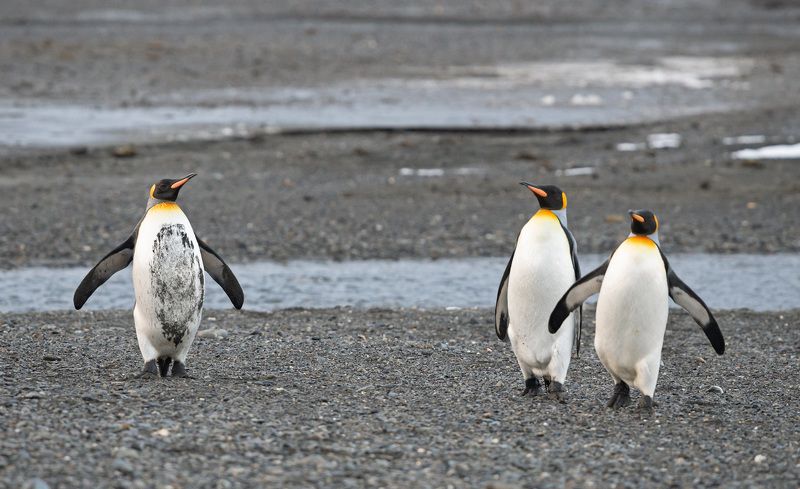 Ты где шлялся? фото превью