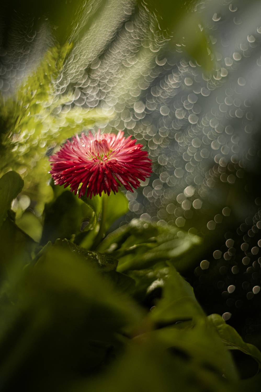 цветок, макро, боке, Громова Анна