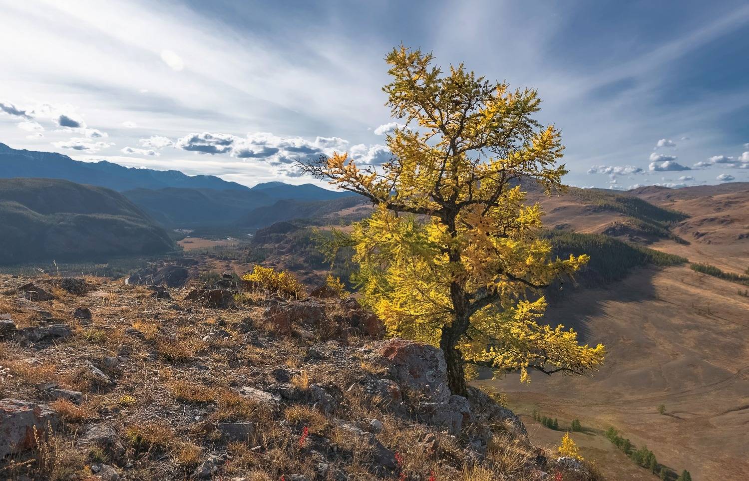 алтай 2023, лиственница, осень, Фомина Марина