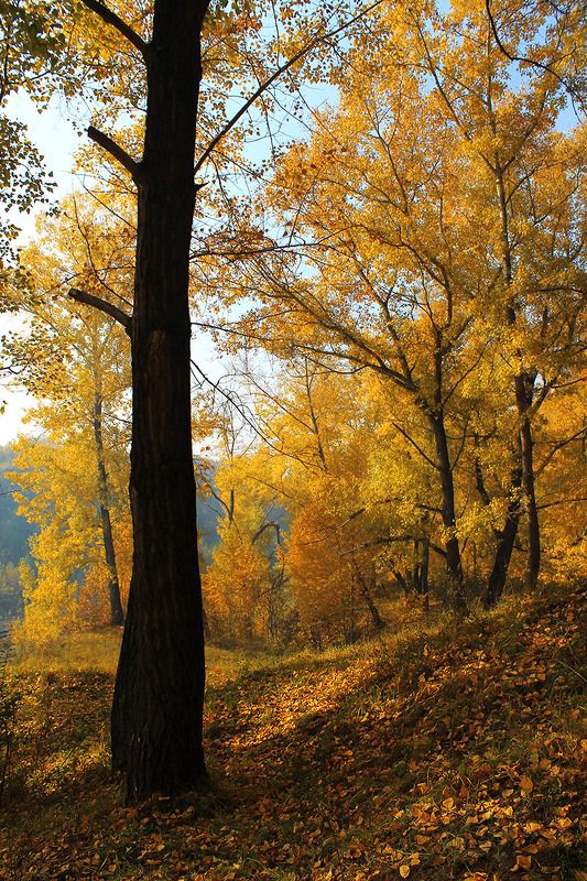 осень, россия, сибирь ... фото превью