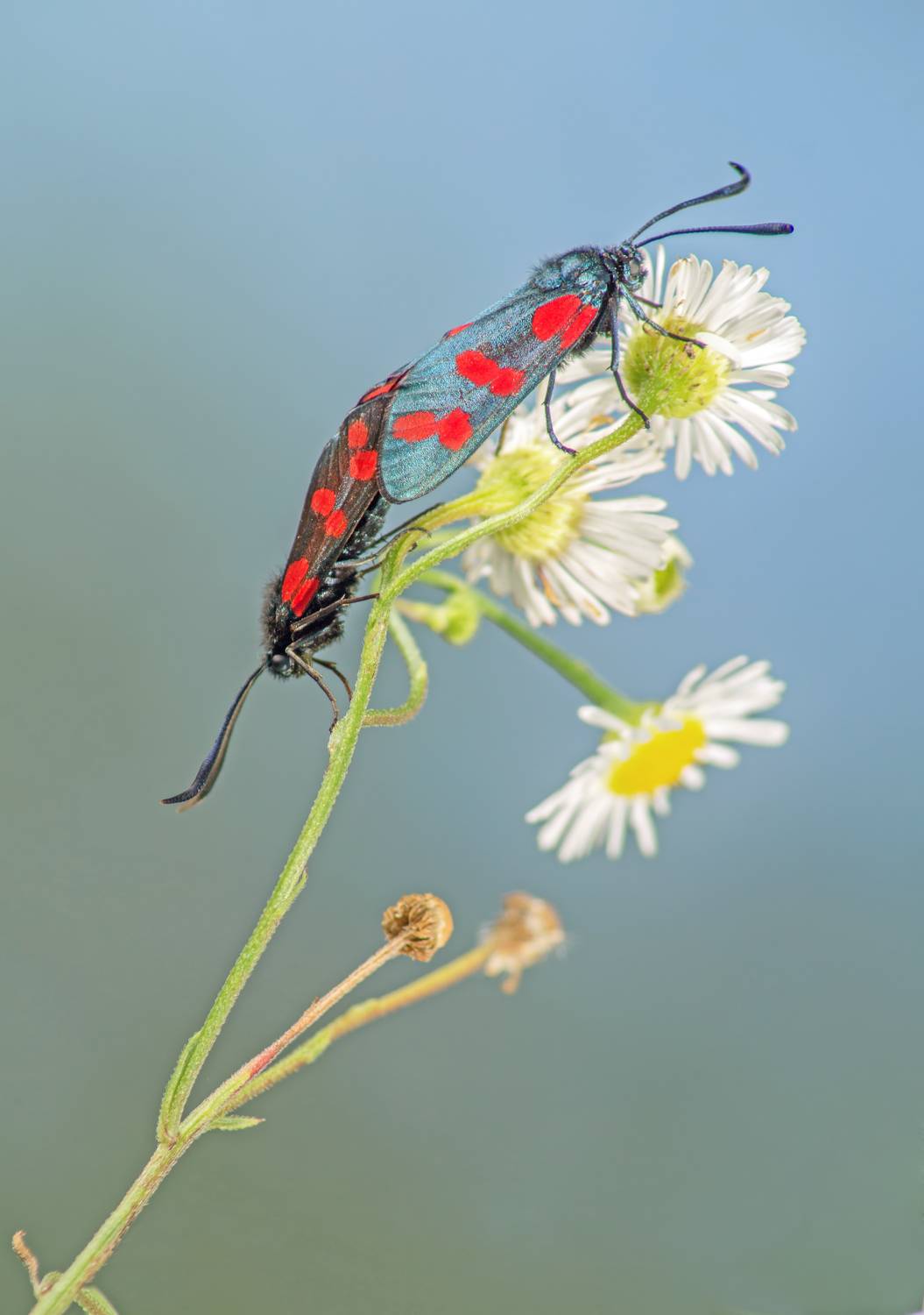 , Чепленко Алексей