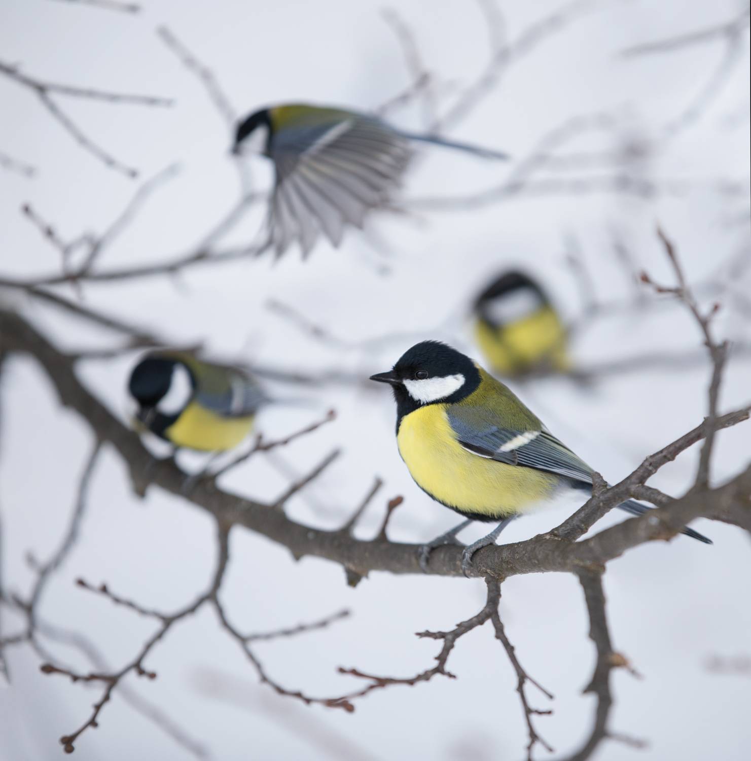 лес, свет, утро, природа, синица, птицы, Баранов Олег