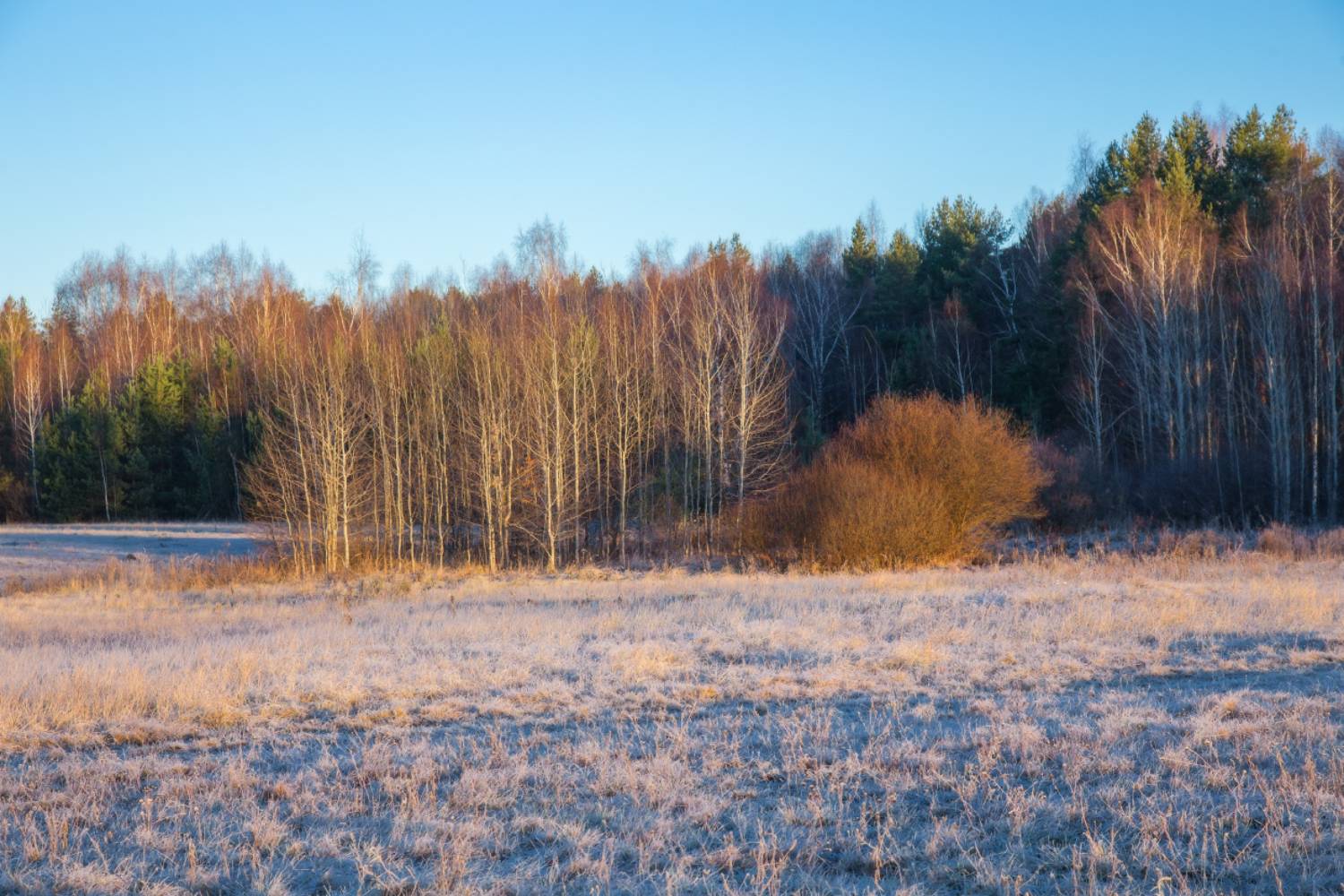 серково утро иней мороз, Дмитрий Алексеев