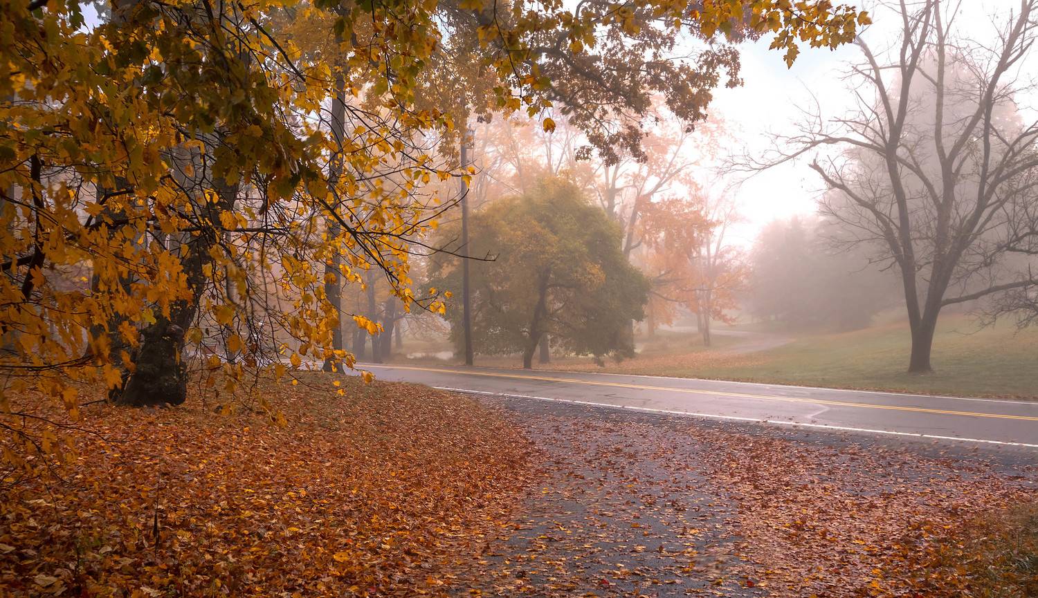 природа,осень,пейзаж,деревья,листья,, Антонина Яновска