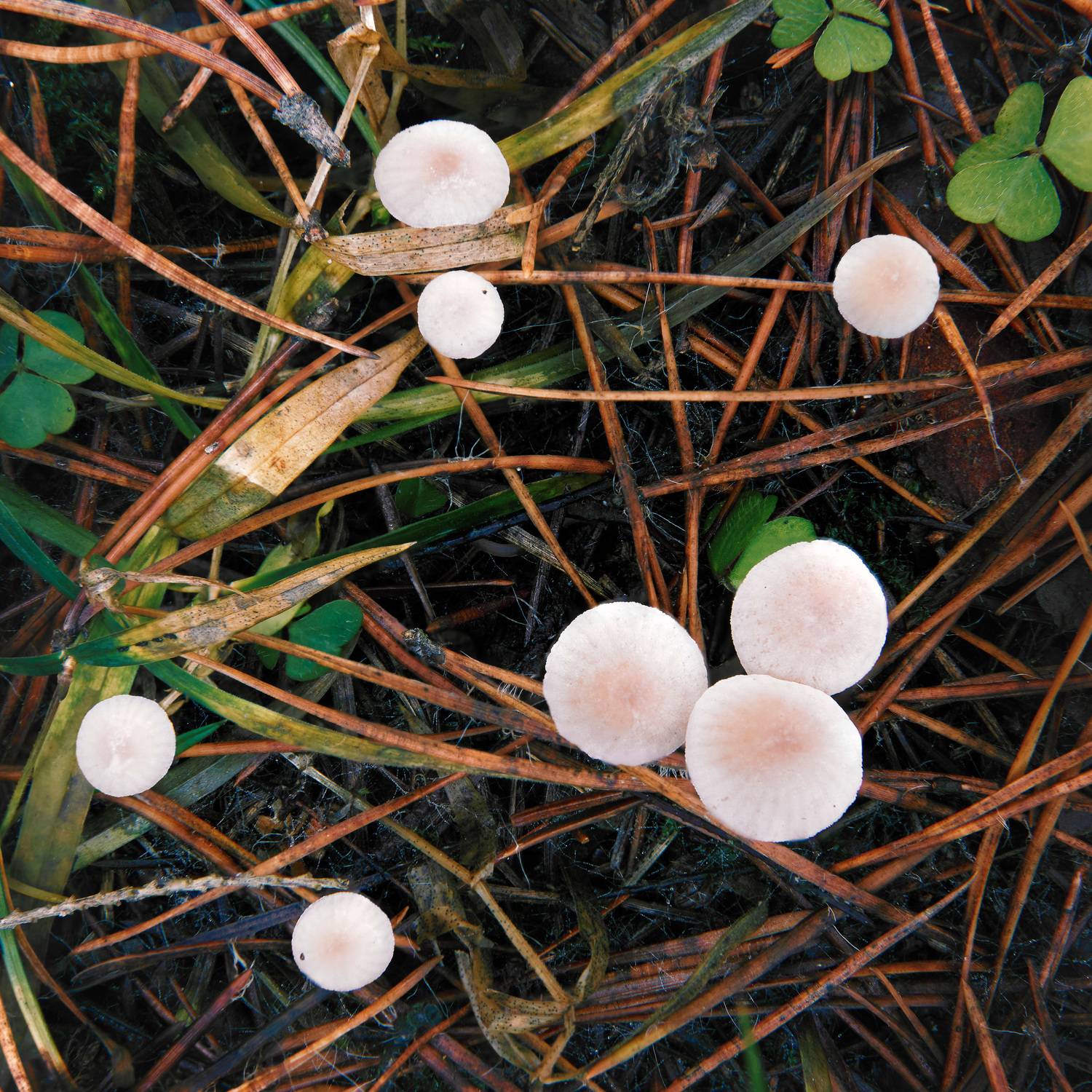 гриб, лес, Валерий Вождаев