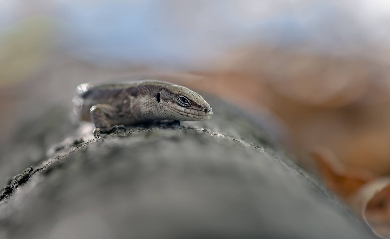 , Макеев Алексей