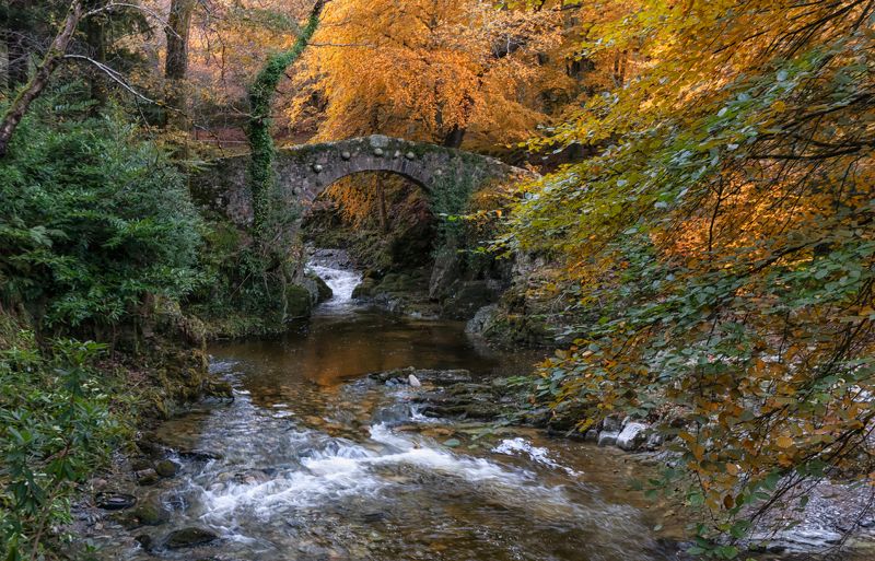 Tollymore Forest Park фото превью