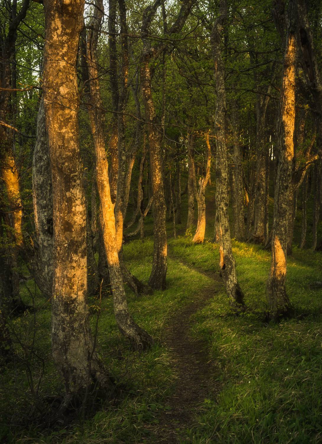 , Антон Литвин