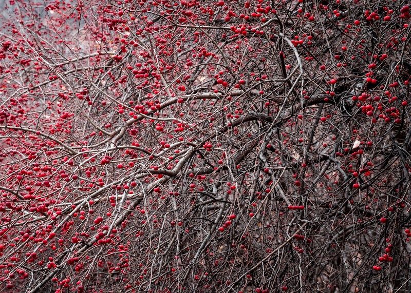 Ранетка…  Apples… фото превью