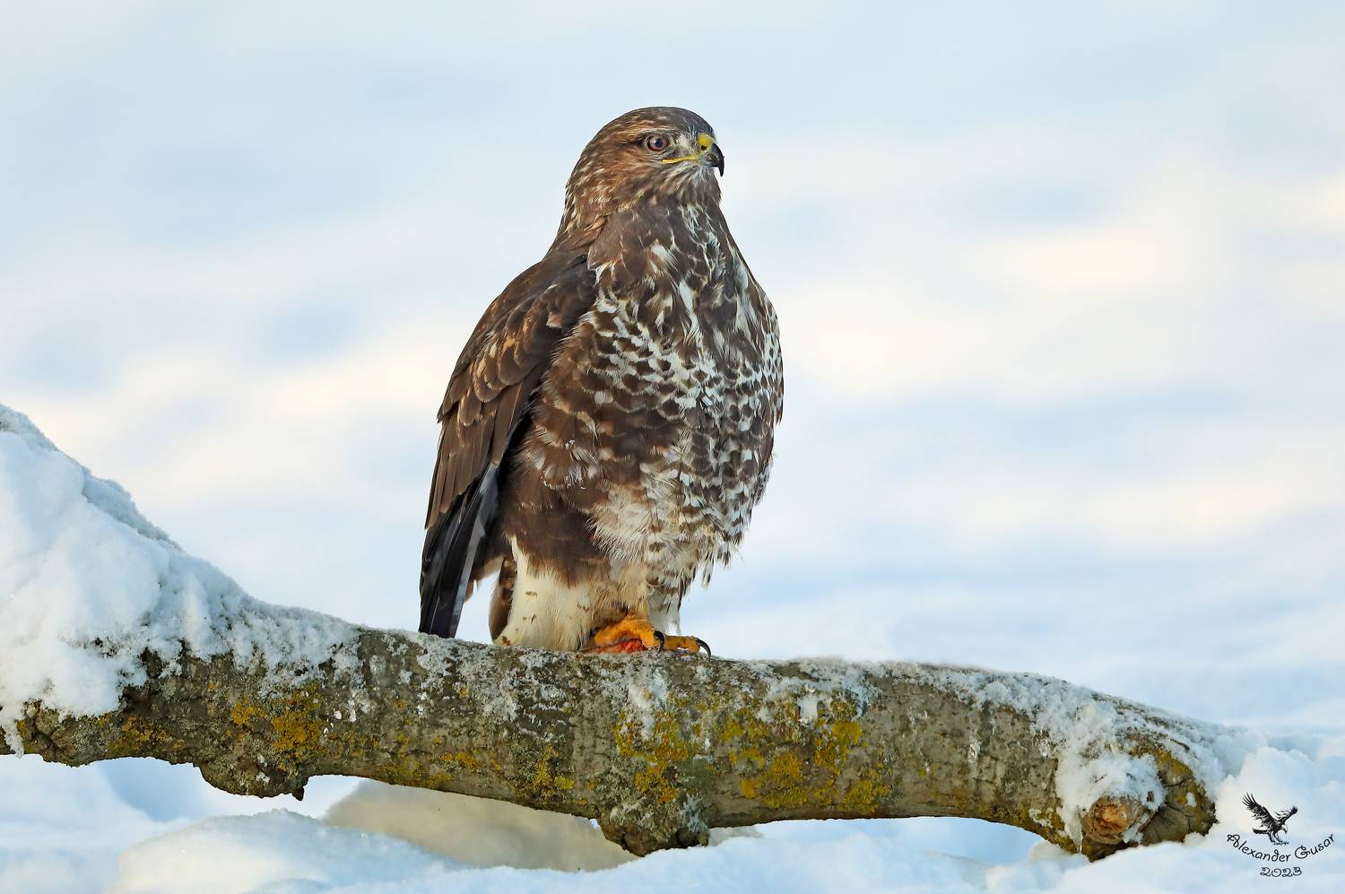 , Гусар Александр