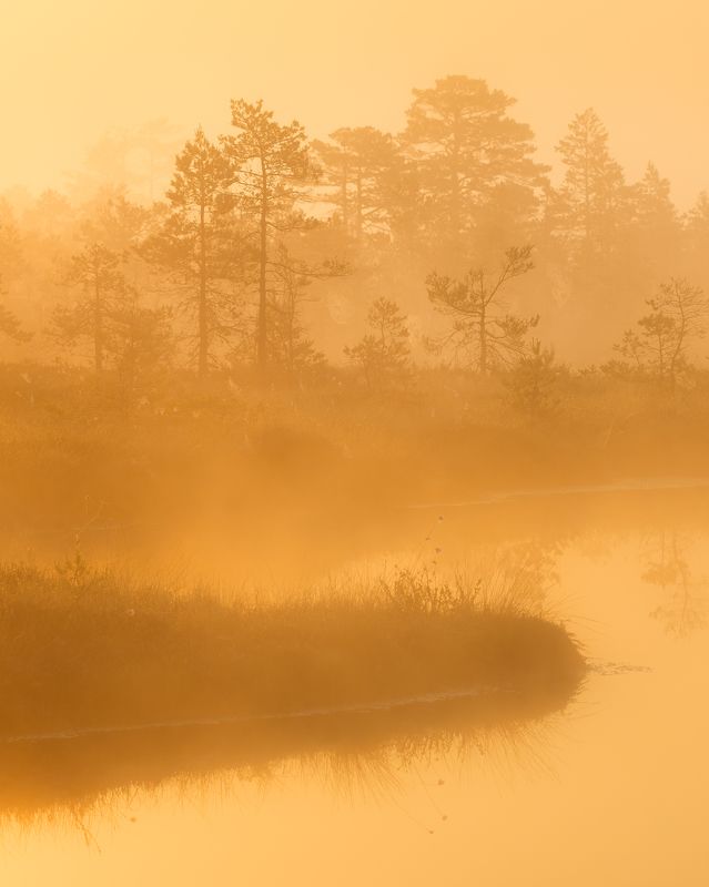 #estonia, #estoniabogs, #nature_of_estonia, #naturephotography, #naturelovers, #sunrise_sunset_photogroup, #sunriseoftheday, #foggymorning, #foggy, #goldenlight, #goldensunrise, #bog, #bogsofestonia, #kõnnusuursoo, #hikingtrails, #goldenhour, #goldengram, --- фото превью