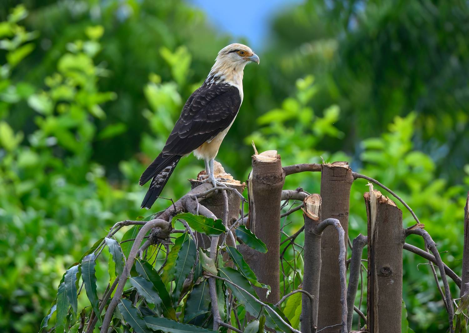 yellow-headed caracara, AlexsanderBB