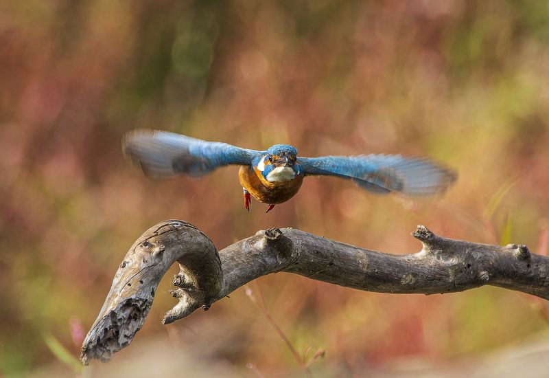 Kingfisher. фото превью